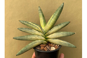 Sansevieria cylindrica &lsquo;Boncel&rsquo; variegata