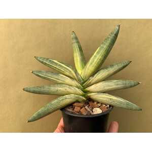 Sansevieria cylindrica ‘Boncel’ variegata