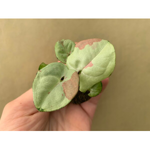 Syngonium Milk Confetti Babyplant