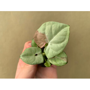 Syngonium Milk Confetti Babyplant