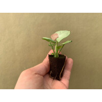 Syngonium Milk Confetti Babyplant