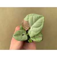 Syngonium Milk Confetti Babyplant