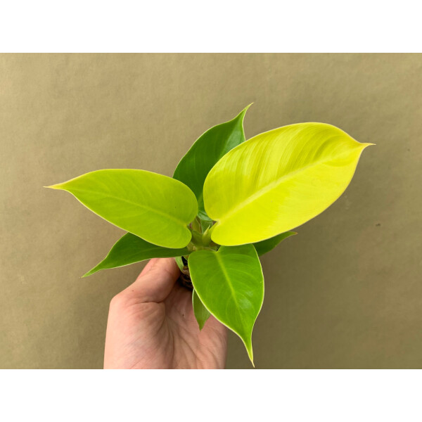 Philodendron Moonlight Babyplant