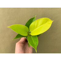 Philodendron Moonlight Babyplant