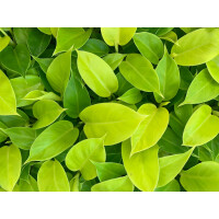 Philodendron Moonlight Babyplant