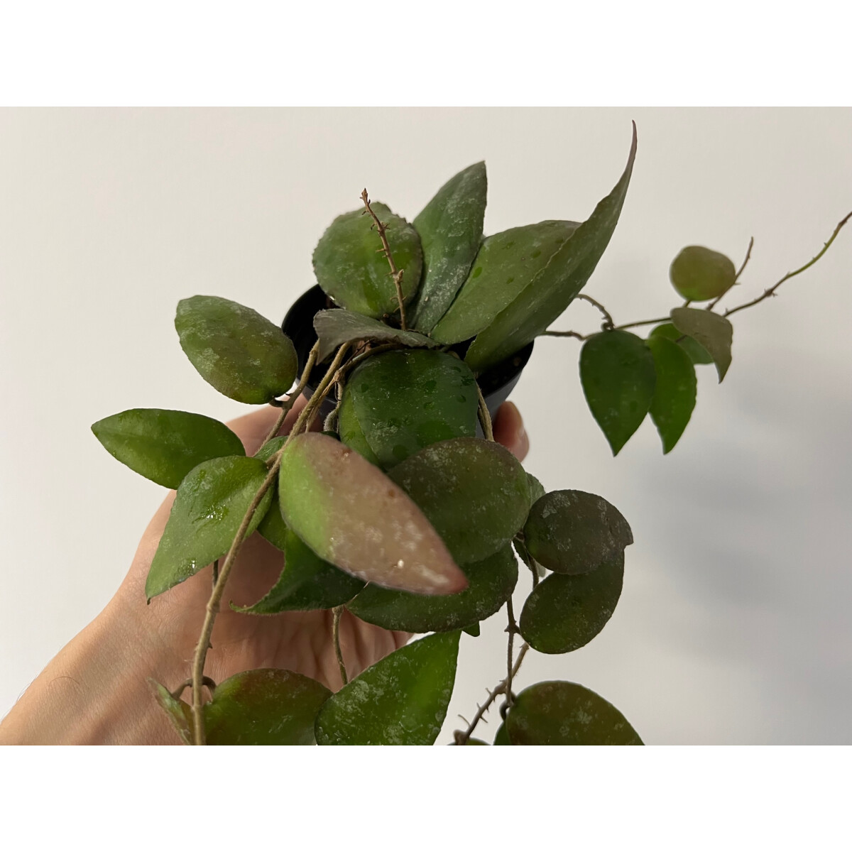 Hoya caudata Sumatra