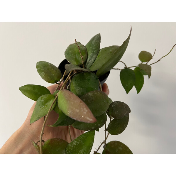 Hoya caudata Sumatra