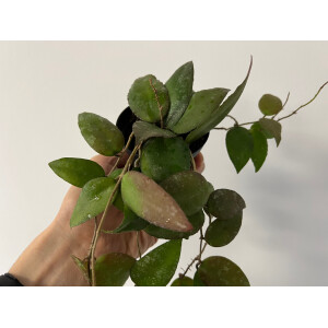 Hoya caudata Sumatra