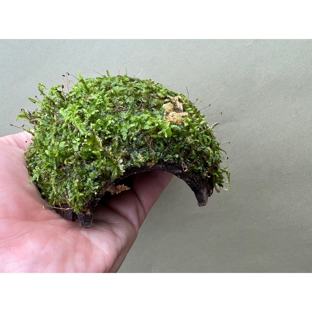 Laichh&uuml;tte Kokos bewachsen mit Javamoos