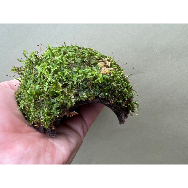 Laichhütte Kokos bewachsen mit Javamoos