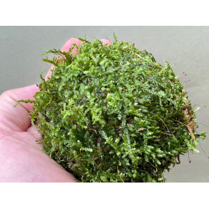 Laichhütte Kokos bewachsen mit Javamoos