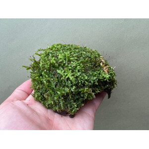 Laichhütte Kokos bewachsen mit Javamoos