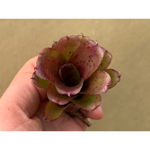 Neoregelia Chiquita Purple