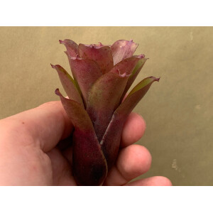 Neoregelia Chiquita Purple