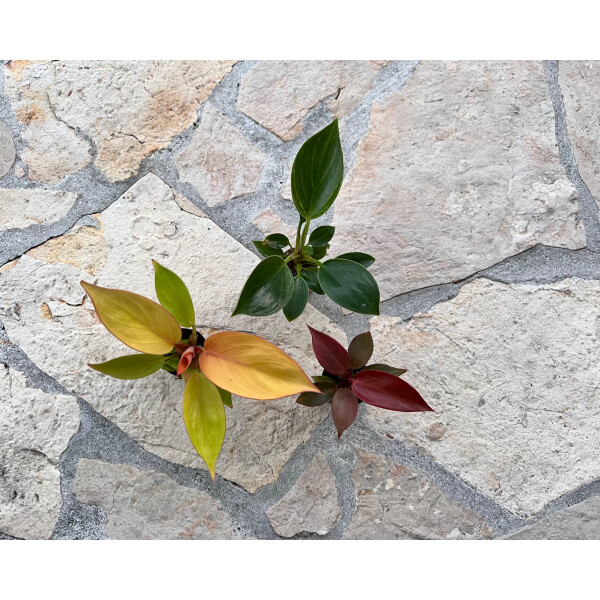 Angebot Baby Plant Mix Nr. 4 (3x Philodendron )