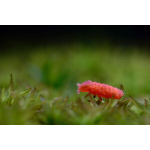 Bilobella braunerae Rote Springschwänze