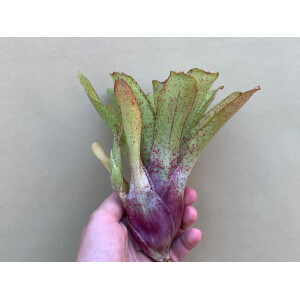 Neoregelia Silent Point