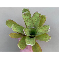 Neoregelia Silent Point