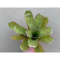 Neoregelia Silent Point