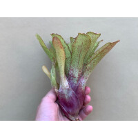 Neoregelia Silent Point