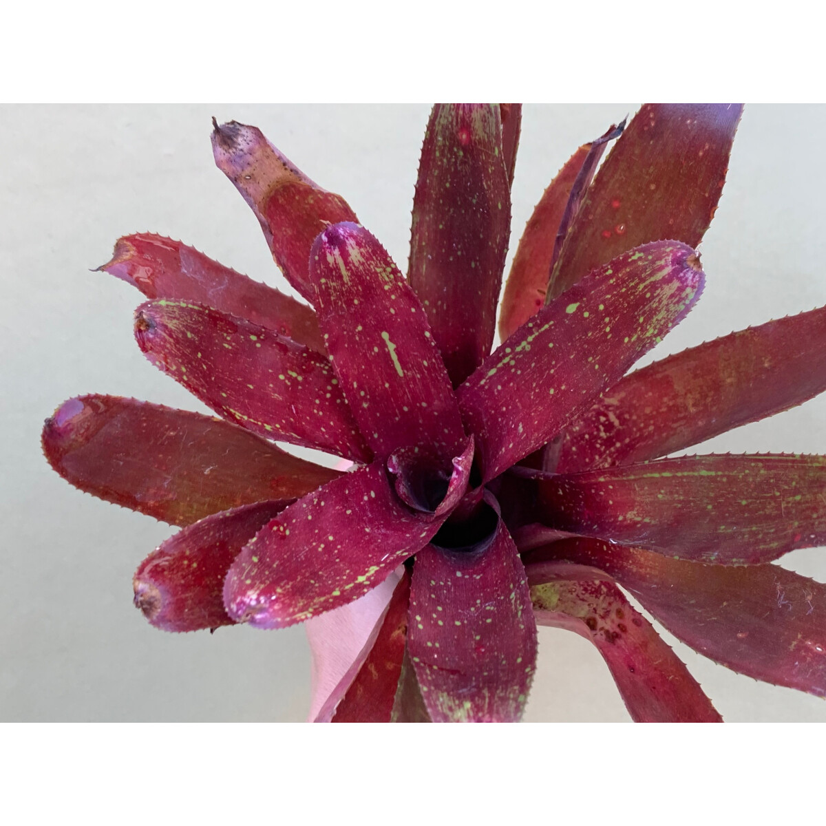 Neoregelia violett Queen