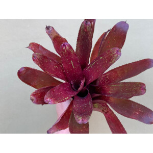 Neoregelia violett Queen