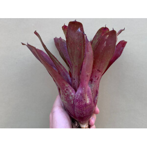 Neoregelia violett Queen