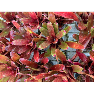 Neoregelia violett Queen