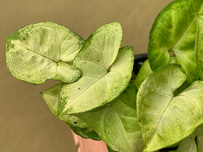 Syngonium podophyllum Kletterpflanze