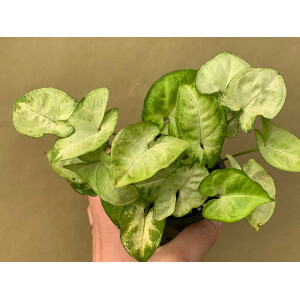 Syngonium podophyllum Kletterpflanze