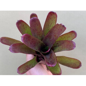 Neoregelia fireball hybrid pointed
