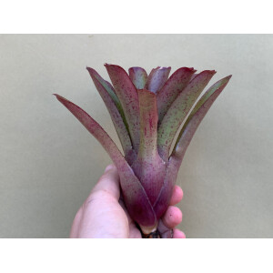 Neoregelia fireball hybrid pointed