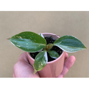 Philodendron White Knight Babyplant