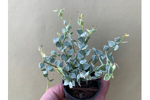 Dischidia ruscifolia variegata Million Hearts Rare Plant