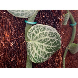 Rhaphidophora crypthanta Ableger