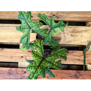 Alocasia jacklyn Bulbe