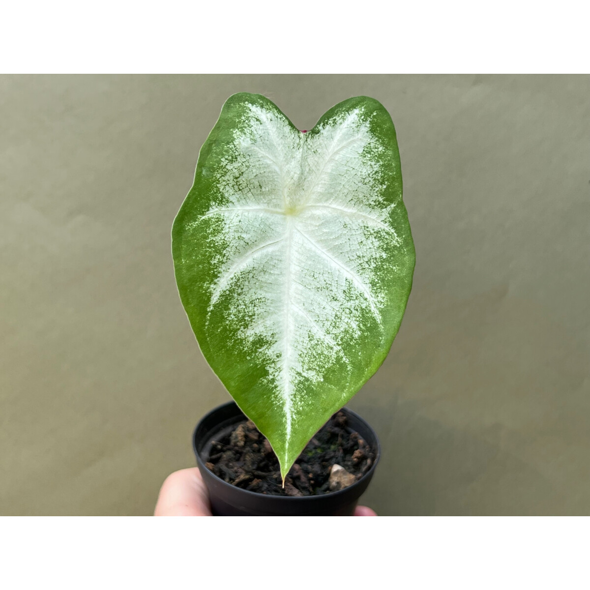 Caladium Aaron Knolle