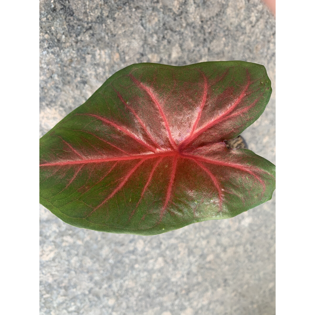 Caladium Blaze Knolle