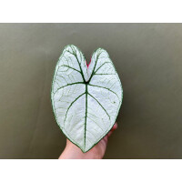 Caladium Candidum Senior Bulbe