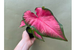 Caladium Cherry Tart Bulb