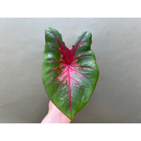 Caladium Fire Chief Knolle