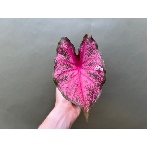 Caladium Frannie Munson Knolle