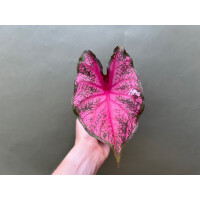 Caladium Frannie Munson Knolle