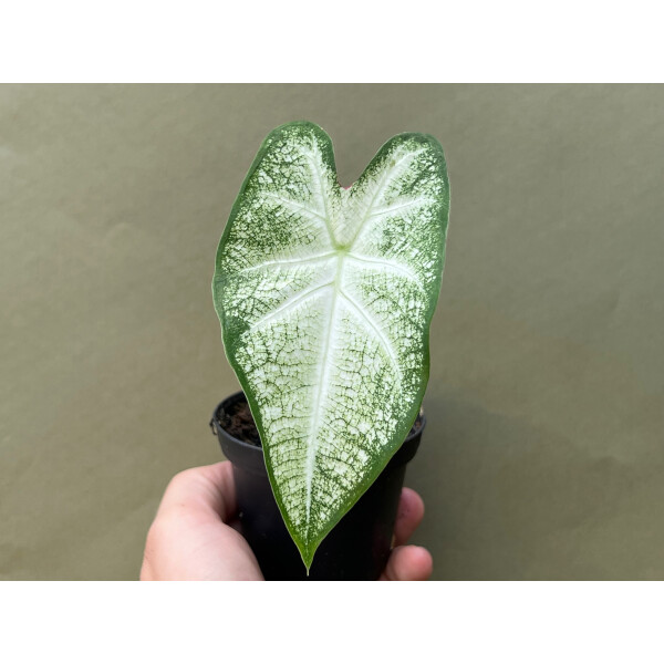 Caladium June Bride Knolle