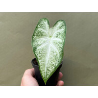Caladium June Bride Knolle