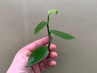 Vanilla planifolia Cutting