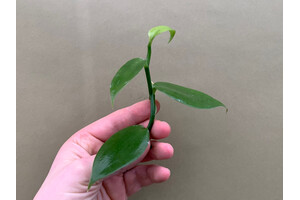 Vanilla planifolia Cutting