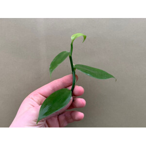 Vanilla planifolia Ableger