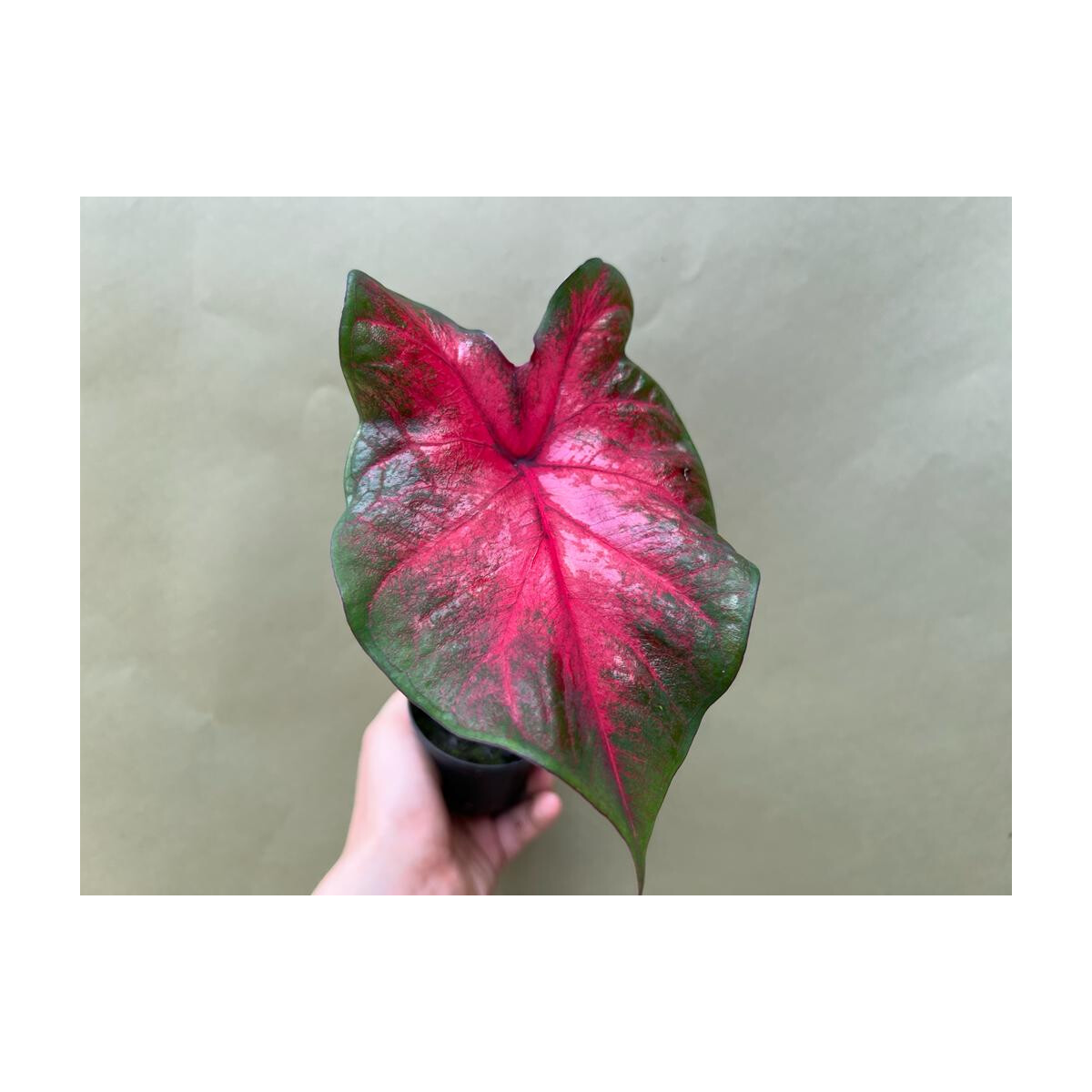 Caladium Postman Joyner Knolle