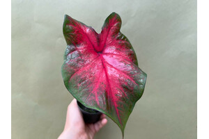 Caladium Postman Joyner Bulb